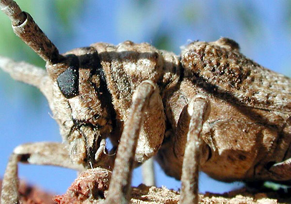 Crossotus subocellatus