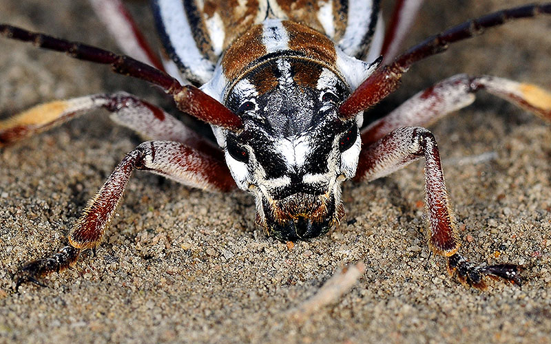 Dorcadion absinthium ishkovi - female