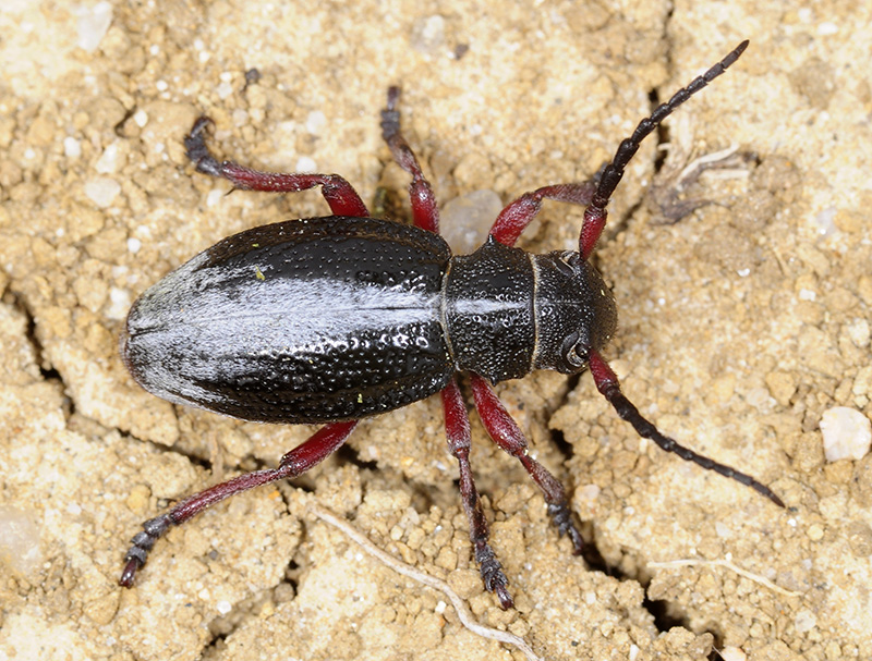 Dorcadion gallipolitanum fumidum