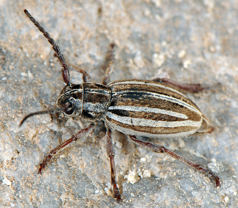 Dorcadion hellmanni