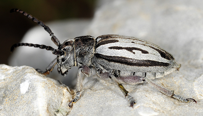 Dorcadion ljubetense ljubetense