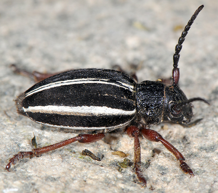 Dorcadion scabricolle scabricolle