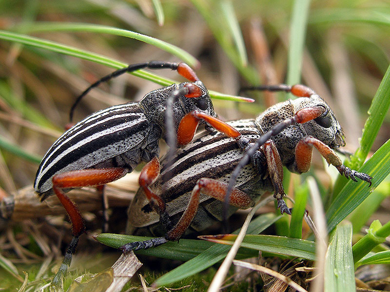 Dorcadion sokolovi - couple