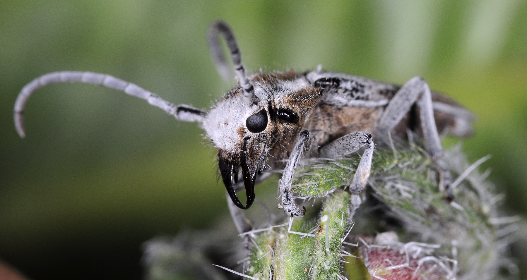 Eurycoptosia bodoani