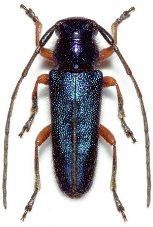 Phytoecia millefolii millefolii