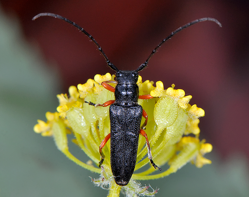 Phytoecia pici