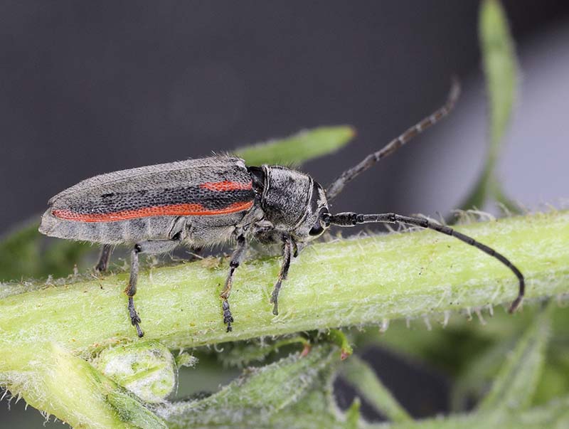 Phytoecia tirellii