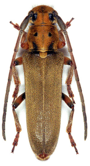 Phytoecia salvicola