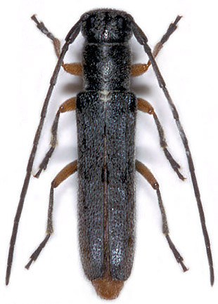 Phytoecia bangi