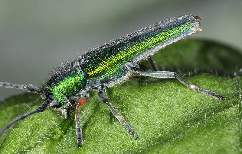 Phytoecia caerulea caerulea