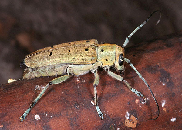 Saperda octopunctata