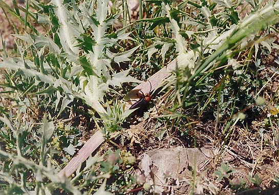 Eryngium billardieri