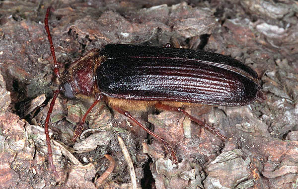 Tragosoma depsarium