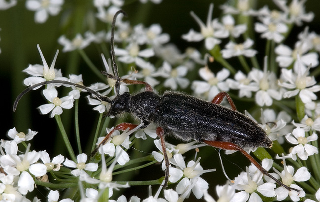 Anoplodera rufipes