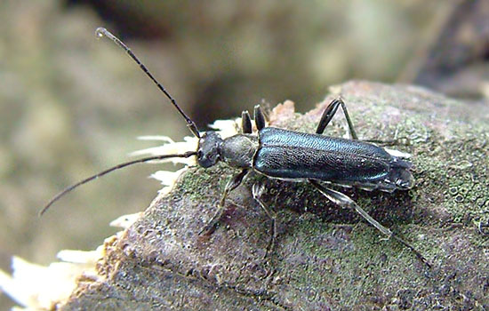 Grammoptera viridipennis