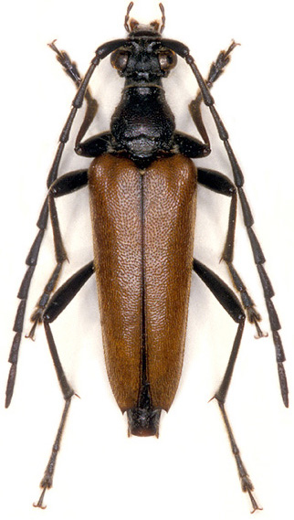 Stictoleptura palmi