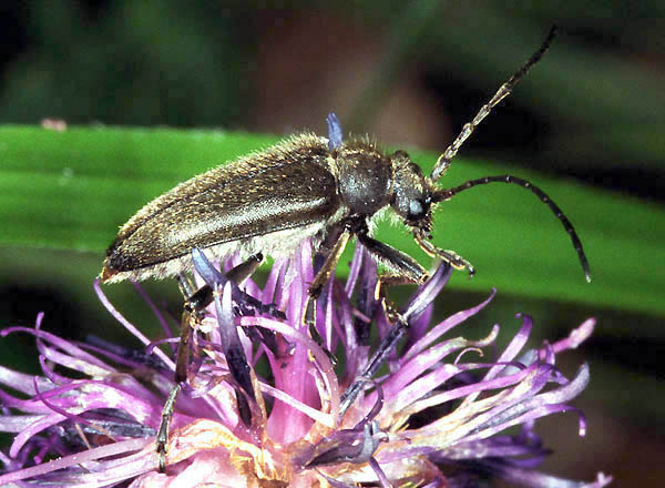 Cortodera holosericea