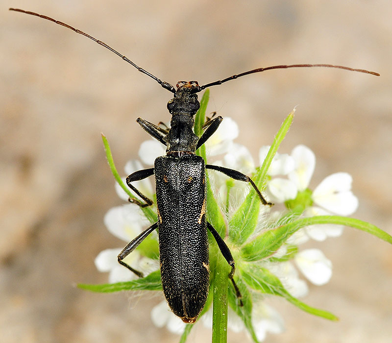 Leptorhabdium illyricum