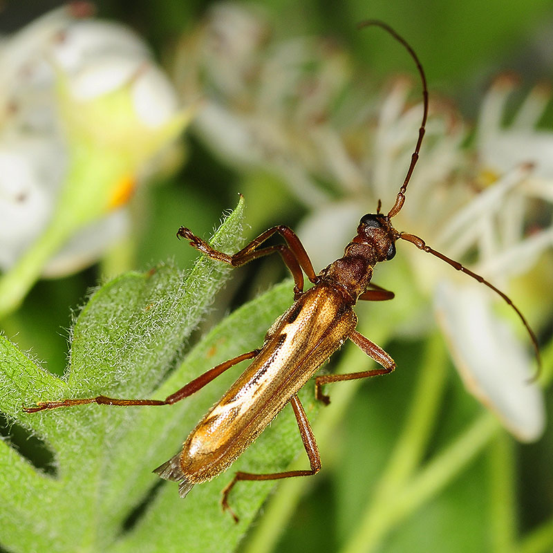 Leptorhabdium nitidum