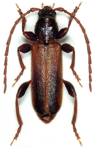 Phymatodes glabratus