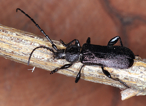 Ropalopus insubricus