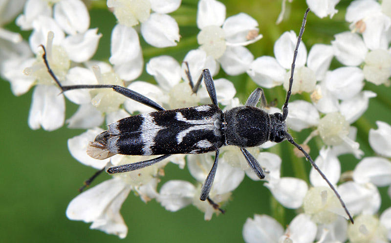 Chlorophorus figuratus