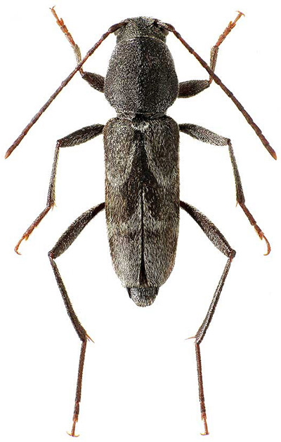 Pseudosphegesthes bubeniki