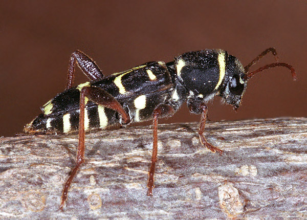 Xylotrechus arvicola