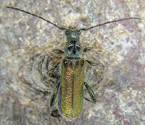 Callimus angulatus glabrescens