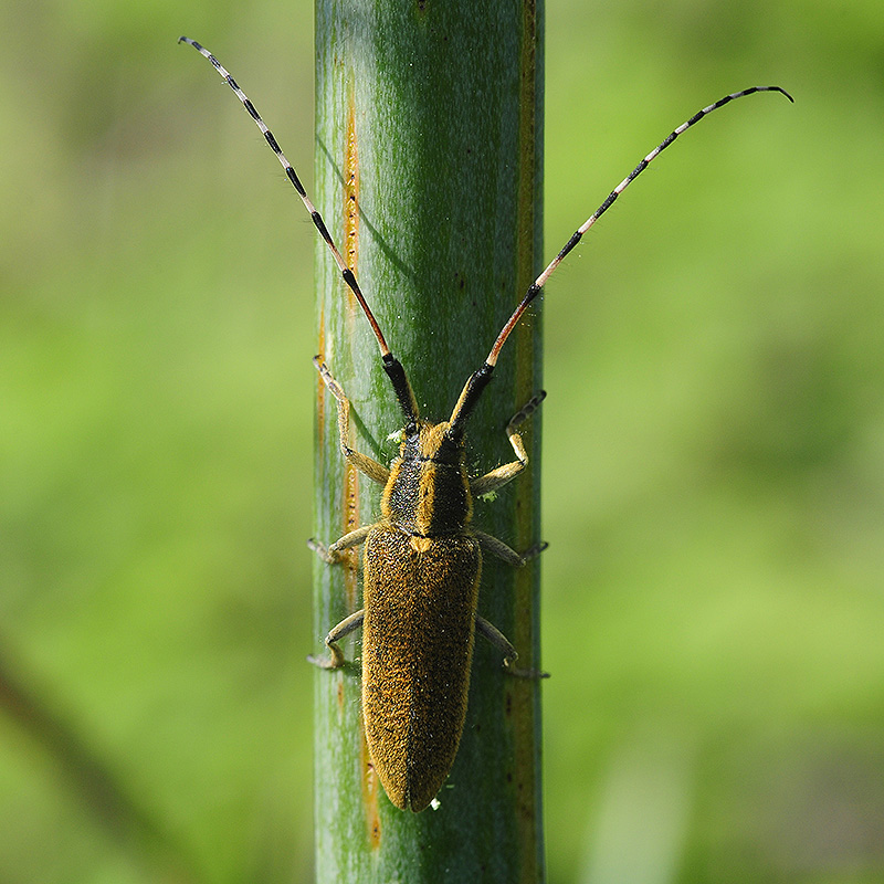 Agapanthia asphodeli