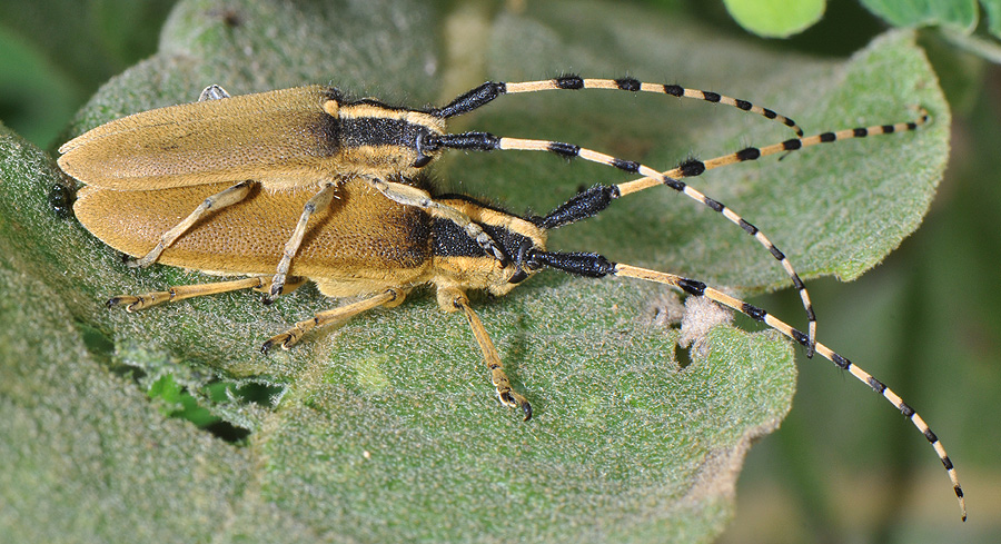 Agapanthia kirbyi