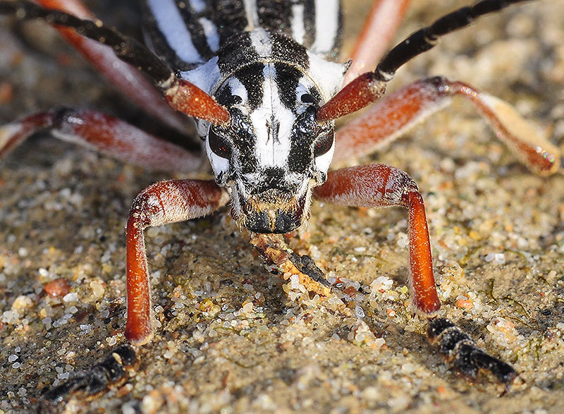 Dorcadion absinthium ishkovi - male