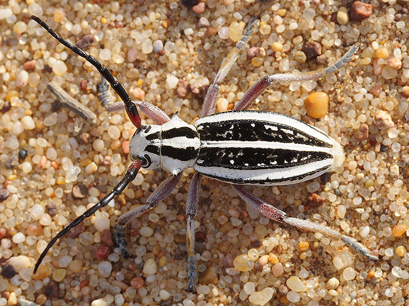 Dorcadion irinae