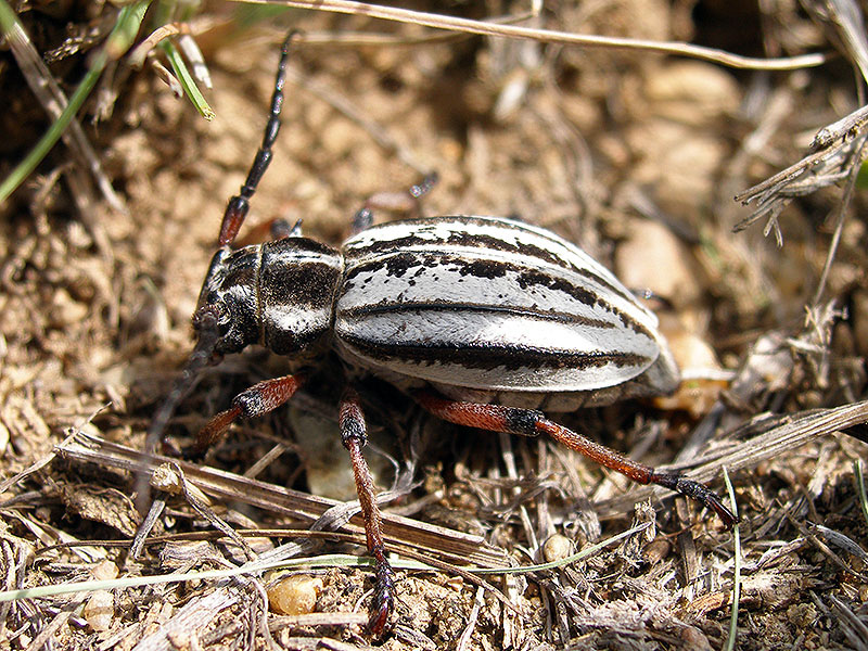 Dorcadion nivosum - female