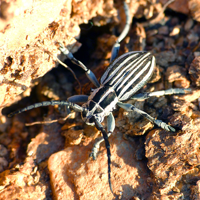 Dorcadion buresi