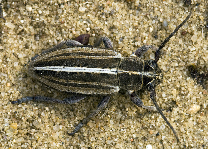 Dorcadion decipiens