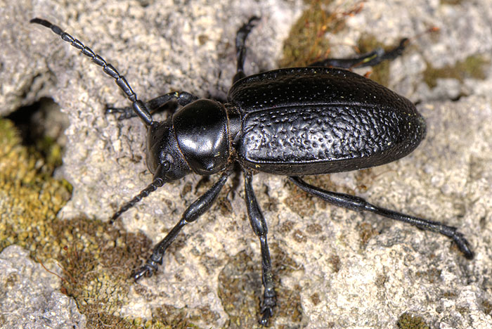 Dorcadion mniszechi mniszechi - female