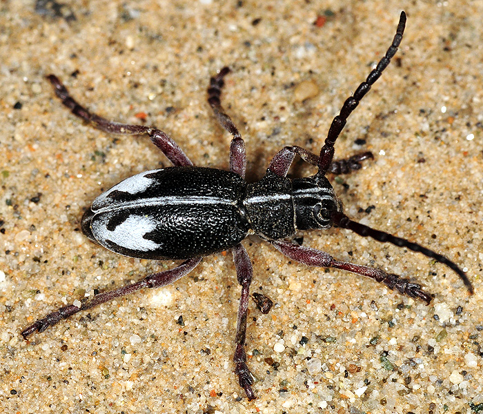 Dorcadion purkynei