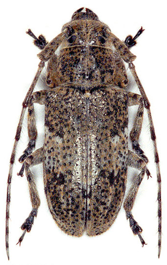 Mesosa obscuricornis