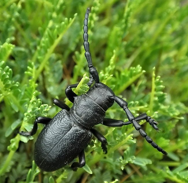 Herophila tristis tristis