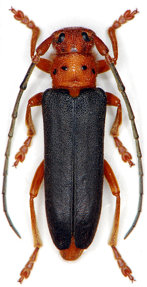 Phytoecia kurdistana