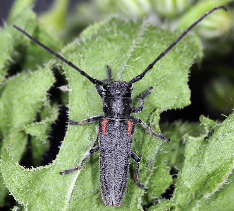 Phytoecia tirellii