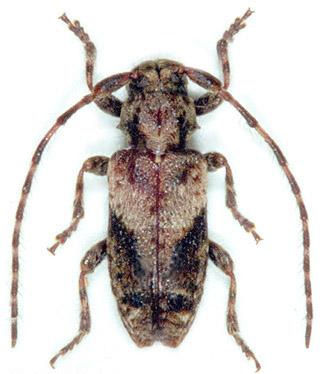 Pogonocherus ovatus