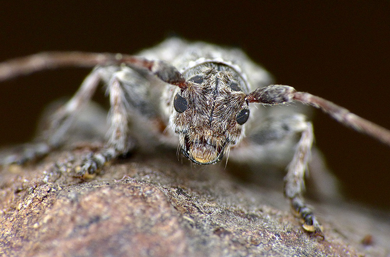 Pogonocherus plasoni