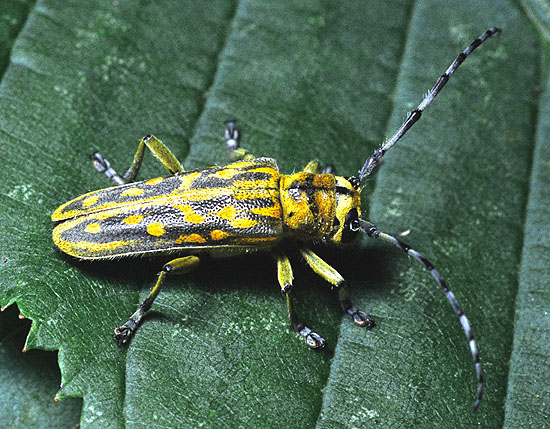 Saperda maculosa