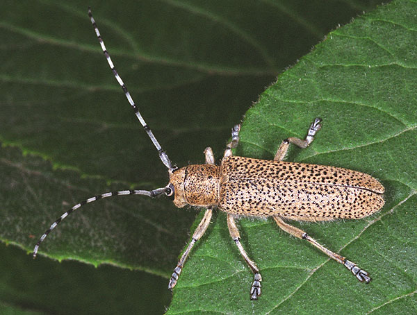 Saperda similis