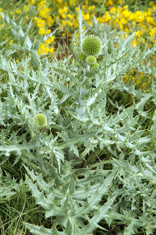 Echinops