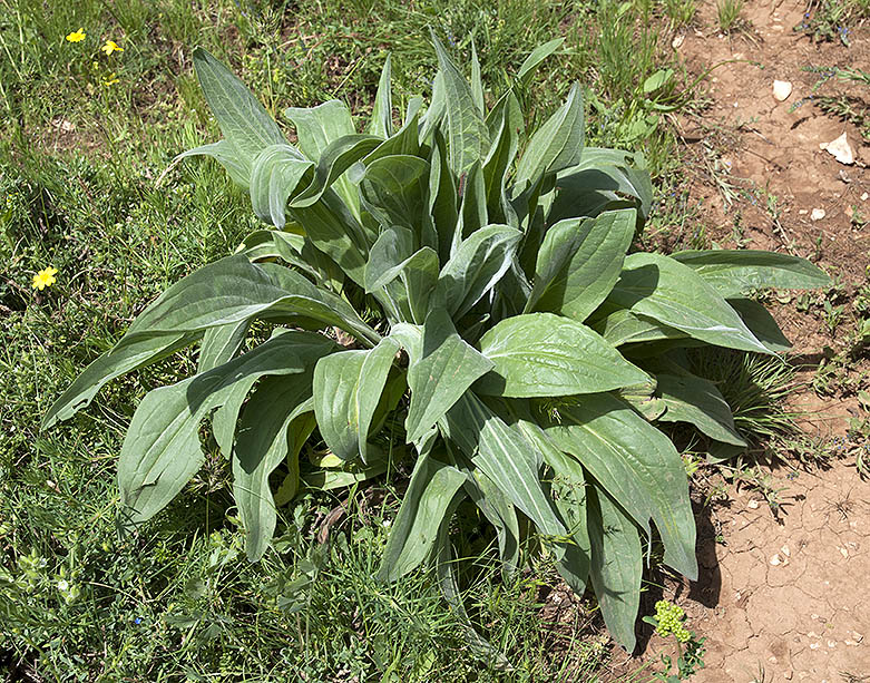 Solenanthus stamineus