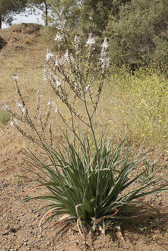 Asphodelus sp