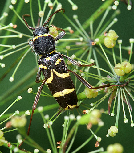 Clytus lama